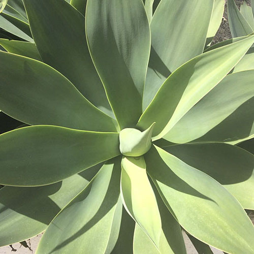 Agave in de zon Agave in de zon