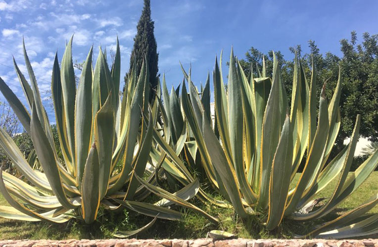 Agave standplaats licht en warmte Agave standplaats licht en warmte