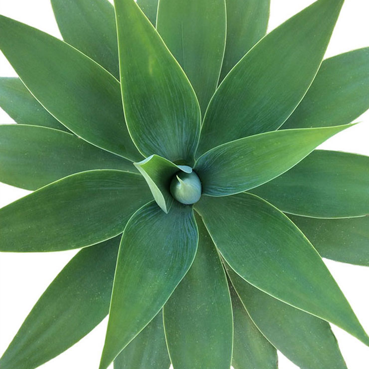 Agave verzorging Agave verzorging