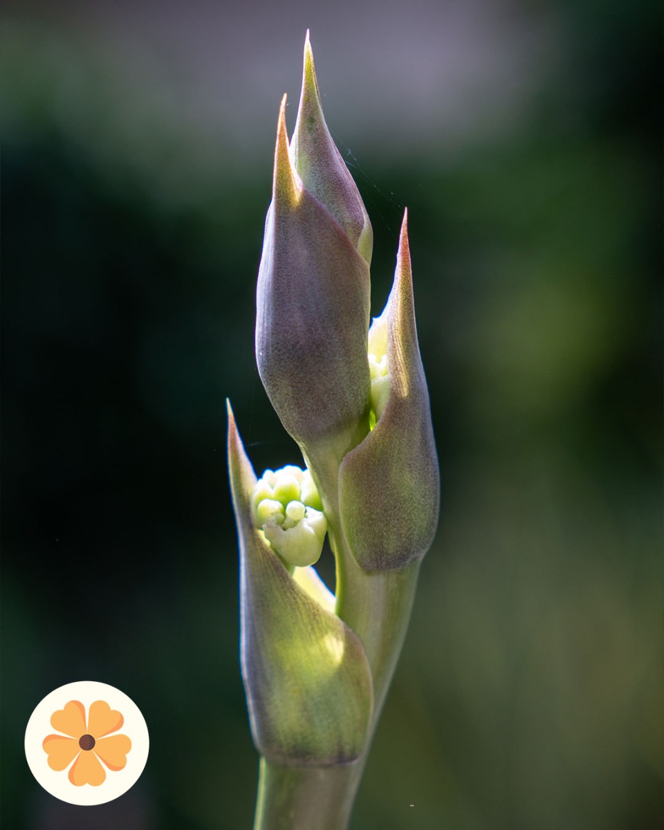 Agave in de zon