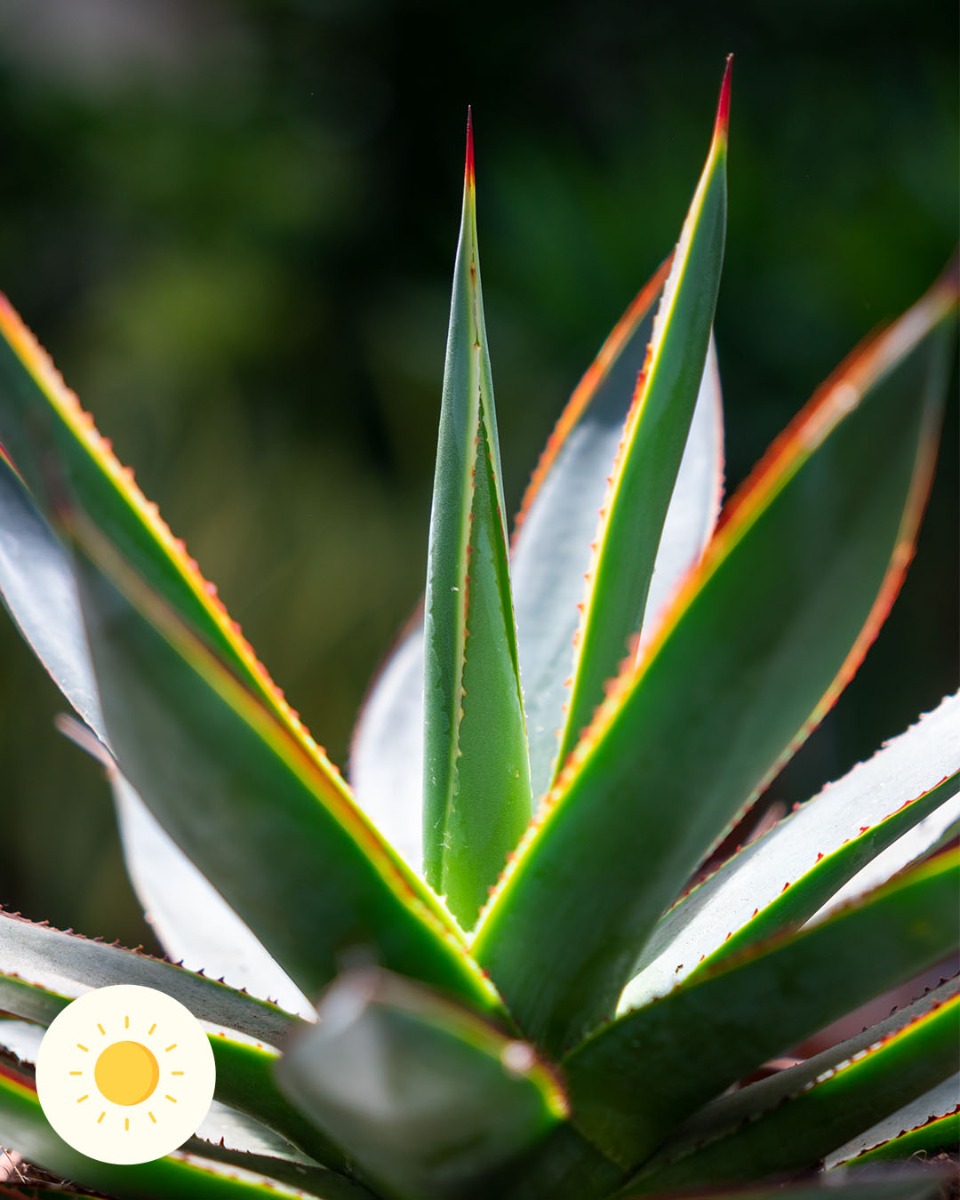 Agave standplaats licht en warmte