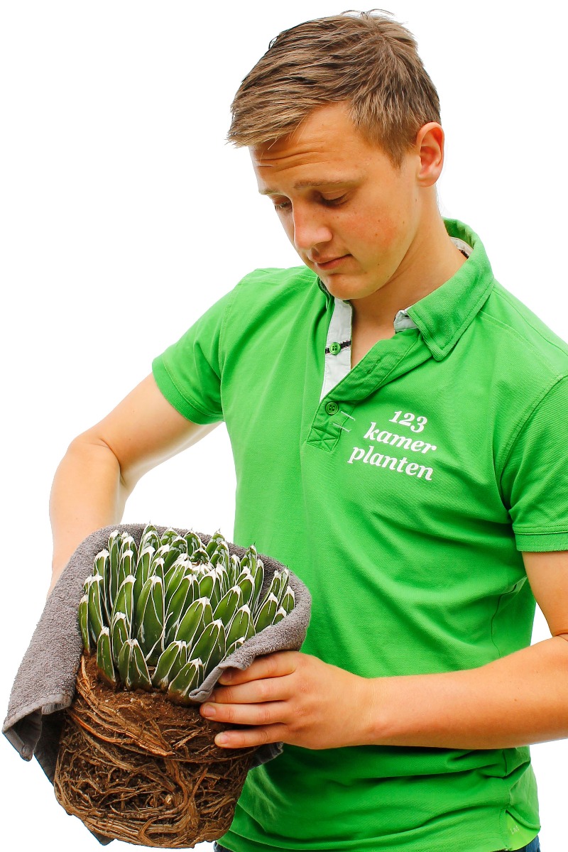 Agave verpotten Agave verpotten