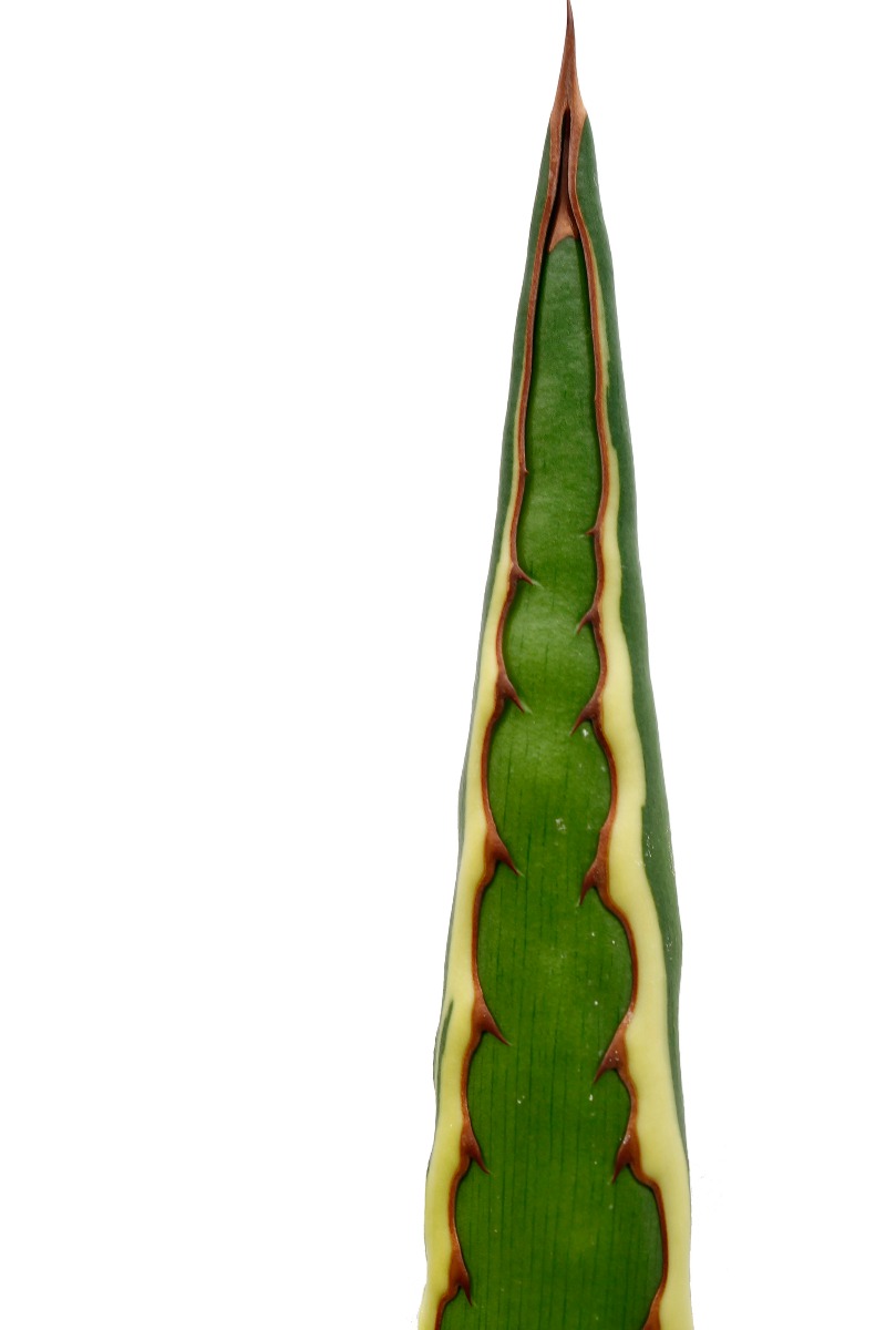 Agave blad Agave blad