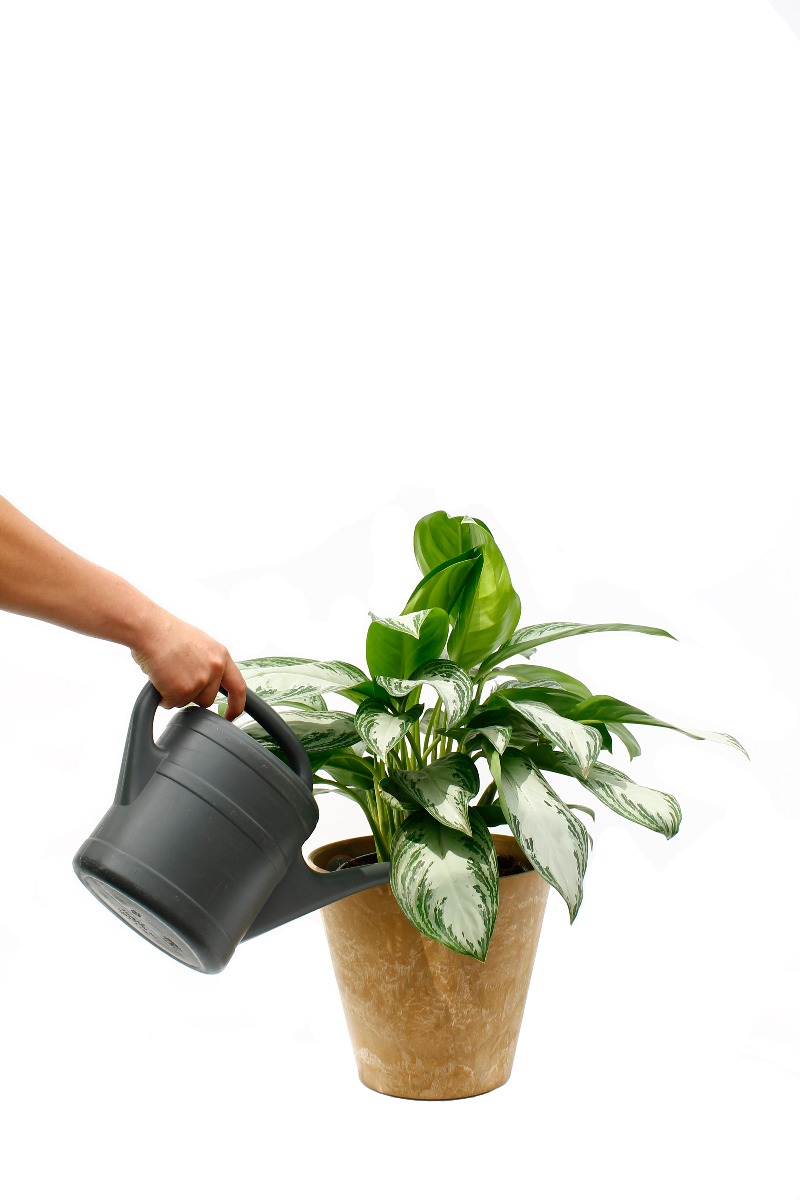 Aglaonema water geven Aglaonema water geven