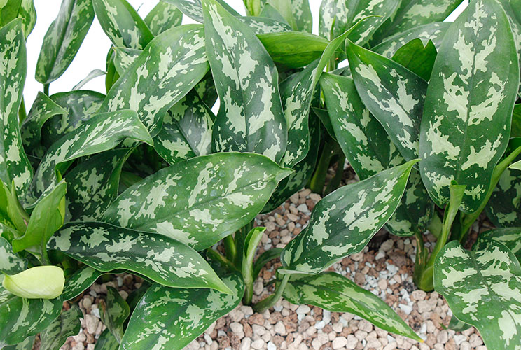 Aglaonema plantjes Aglaonema plantjes
