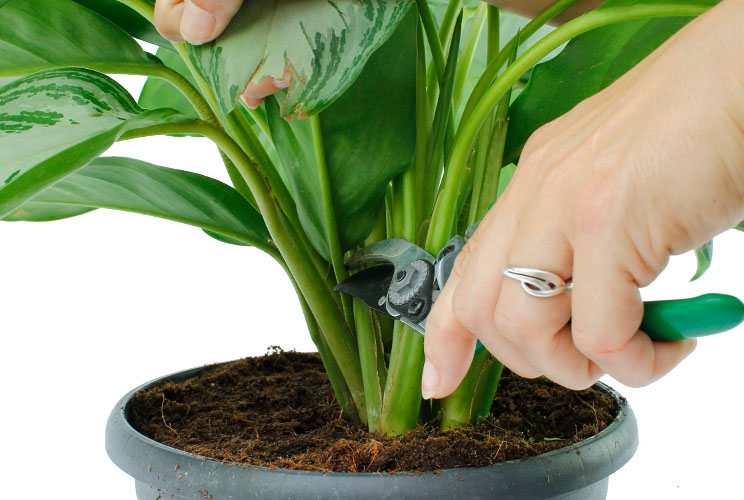 Aglaonema snoeien Aglaonema snoeien