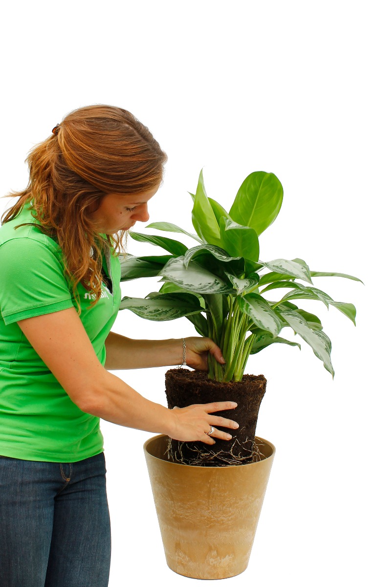 Aglaonema verpotten Aglaonema verpotten