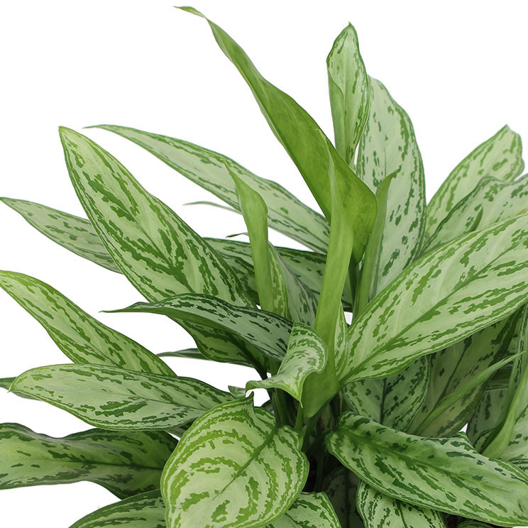 Aglaonema verzorging Aglaonema verzorging