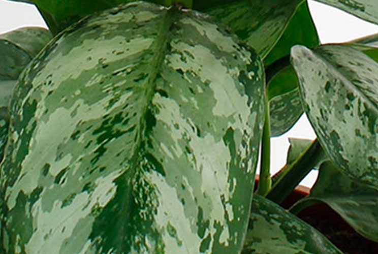 Nieuw blad Aglaonema Nieuw blad Aglaonema