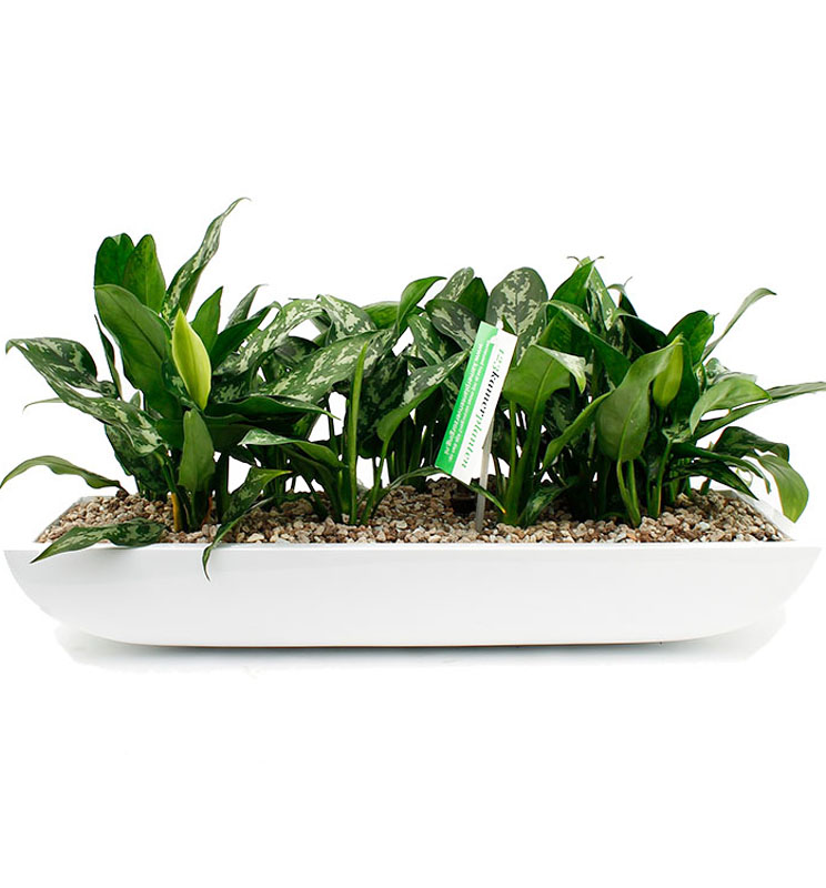 Aglaonema in schaal Aglaonema in schaal
