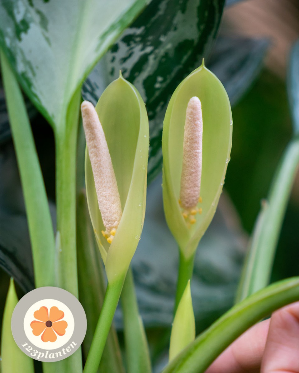 Aglaonema plantjes