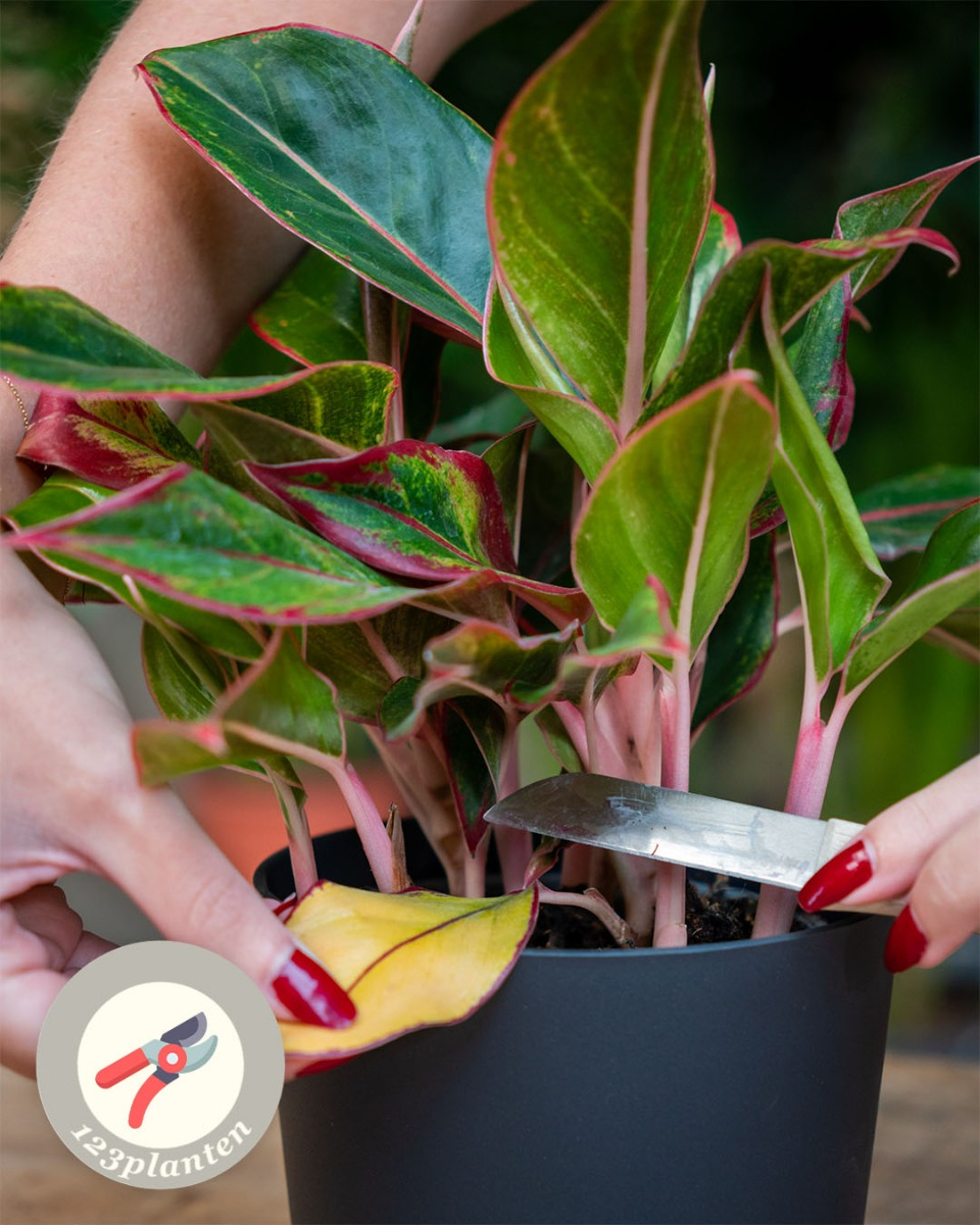 Aglaonema snoeien