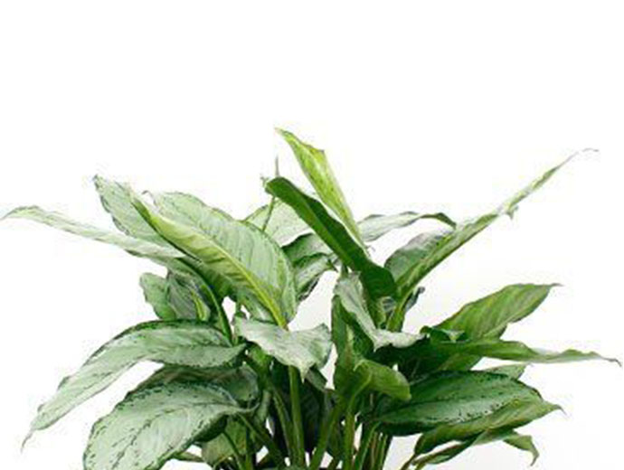 Aglaonema B.J. Freedman Aglaonema B.J. Freedman
