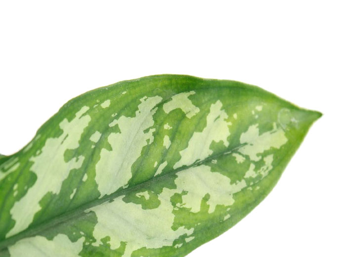 Aglaonema Maria Aglaonema Maria