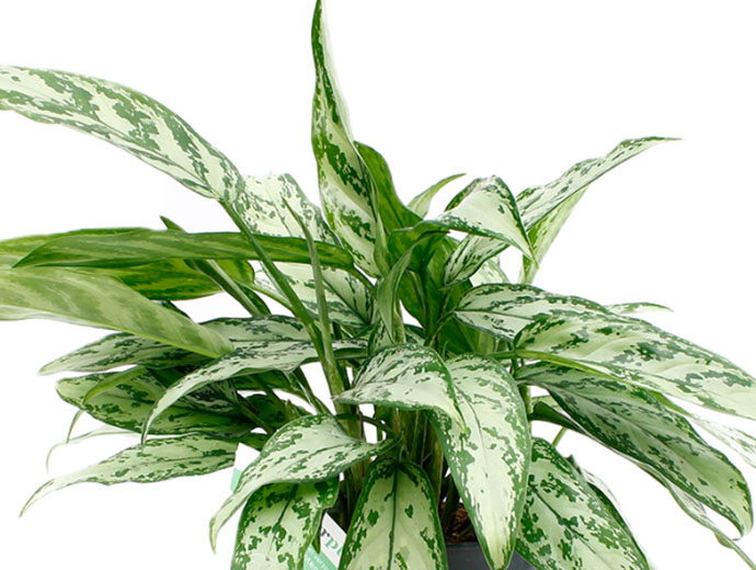 Aglaonema Silver Aglaonema Silver