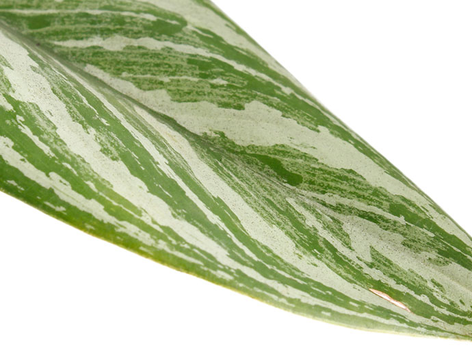 Aglaonema Stripes Aglaonema Stripes