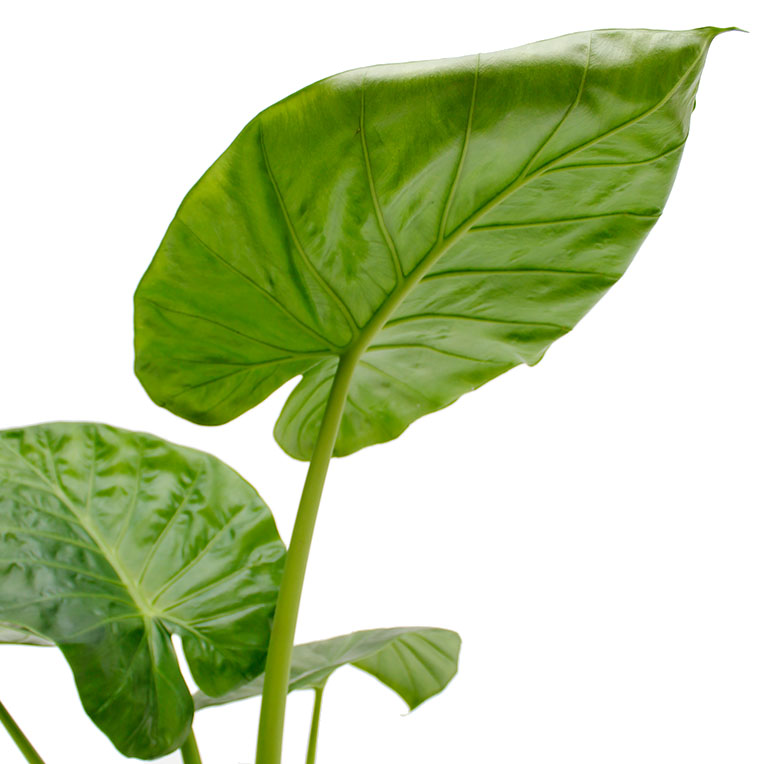 Alocasia blad Alocasia blad