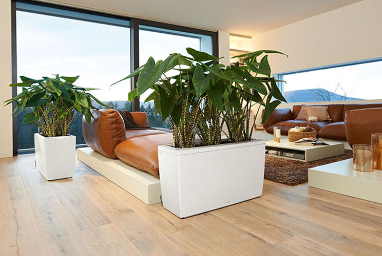 Standplaats Alocasia in de woonkamer Standplaats Alocasia in de woonkamer