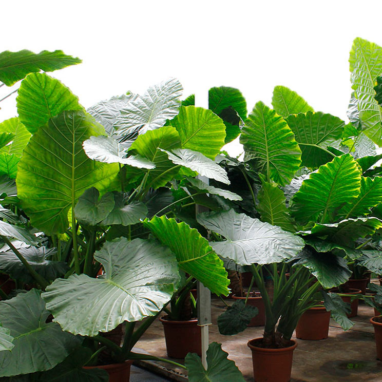 Alocasia in de zon Alocasia in de zon