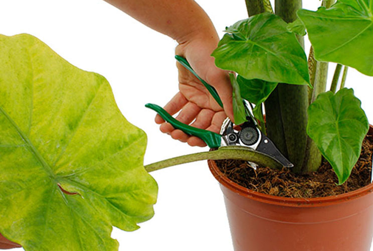 Alocasia snoeien Alocasia snoeien