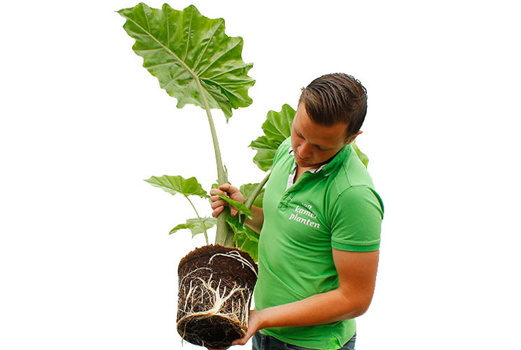 Alocasia verpotten Alocasia verpotten