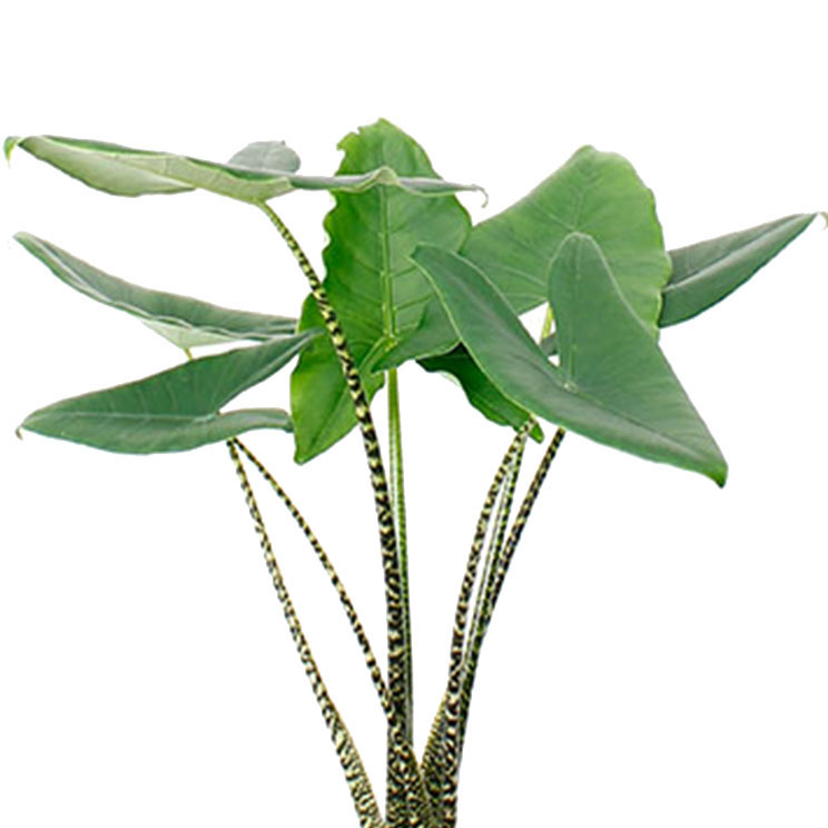 Alocasia verzorging Alocasia verzorging