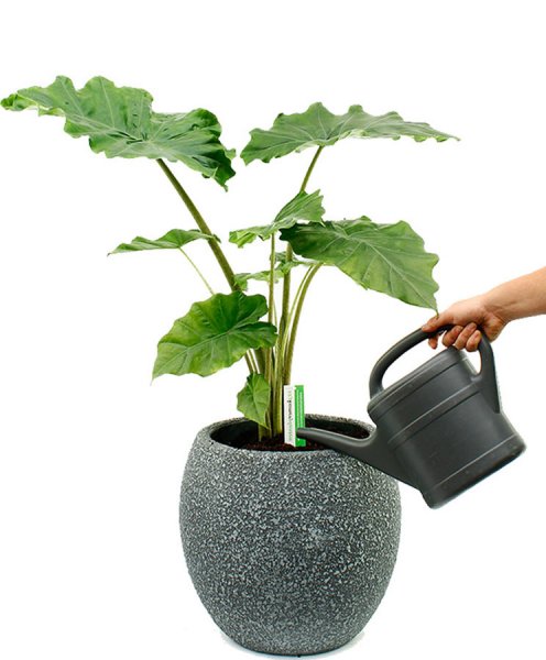 Alocasia water geven Alocasia water geven