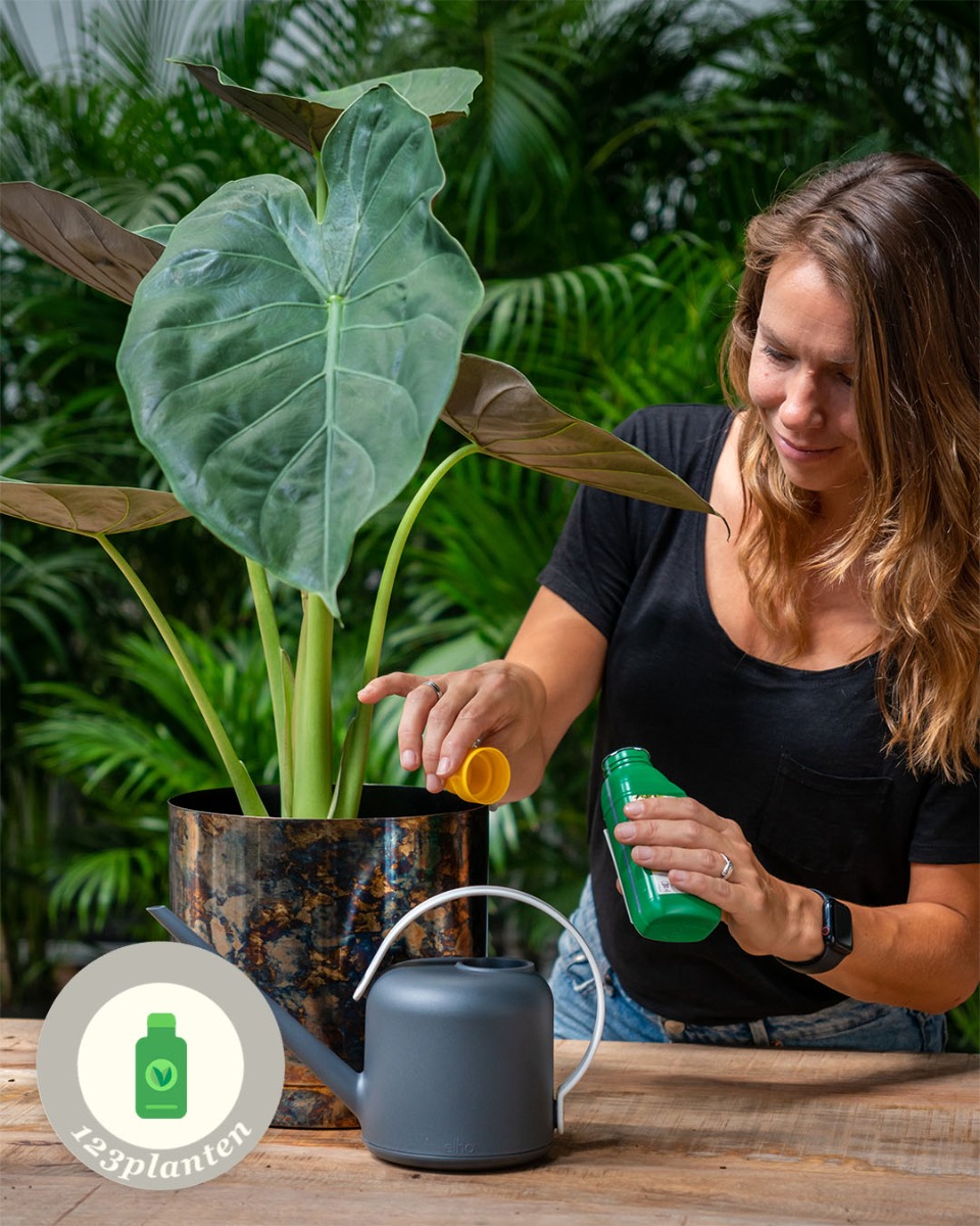 Standplaats Alocasia in de woonkamer