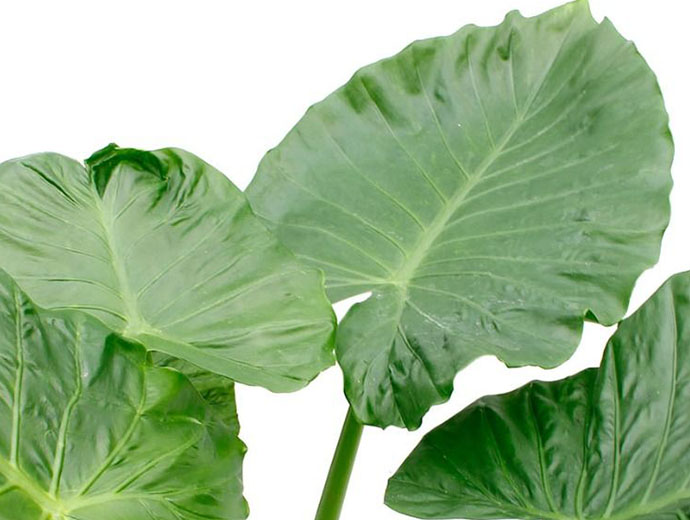 Alocasia Calidora Alocasia Calidora