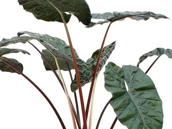 Alocasia Yucatan Princess Alocasia Yucatan Princess