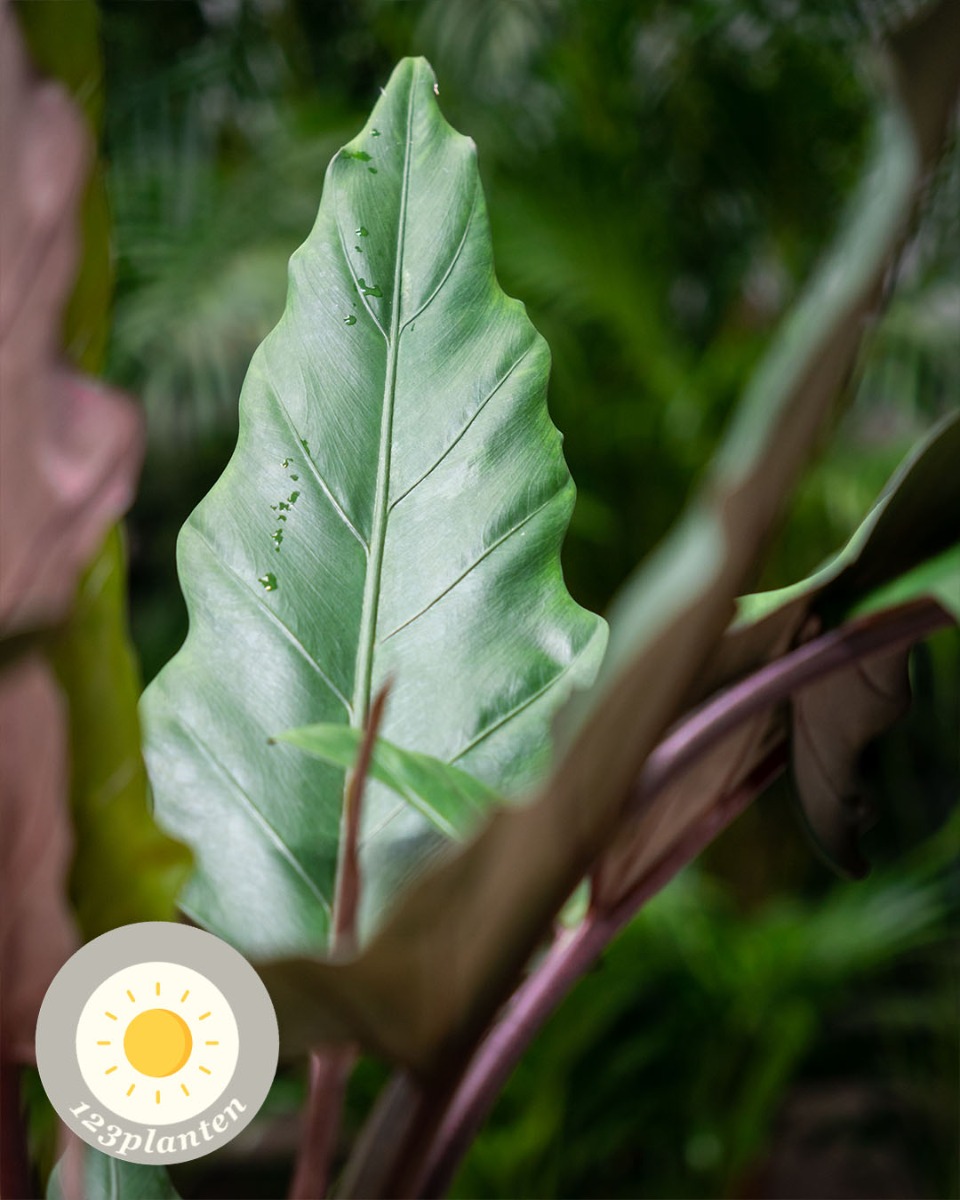 Alocasia in de zon