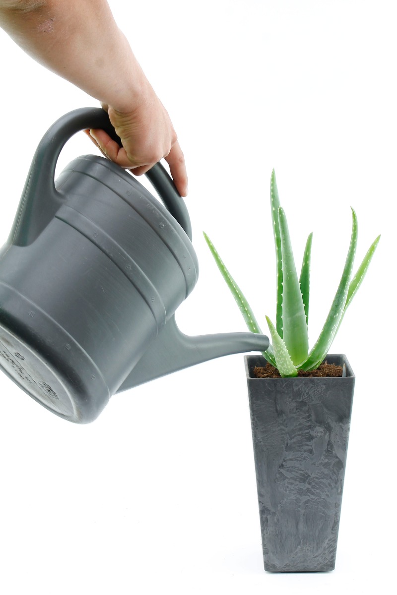 Aloe Vera Verzorging Tips Informatie 123planten Nl