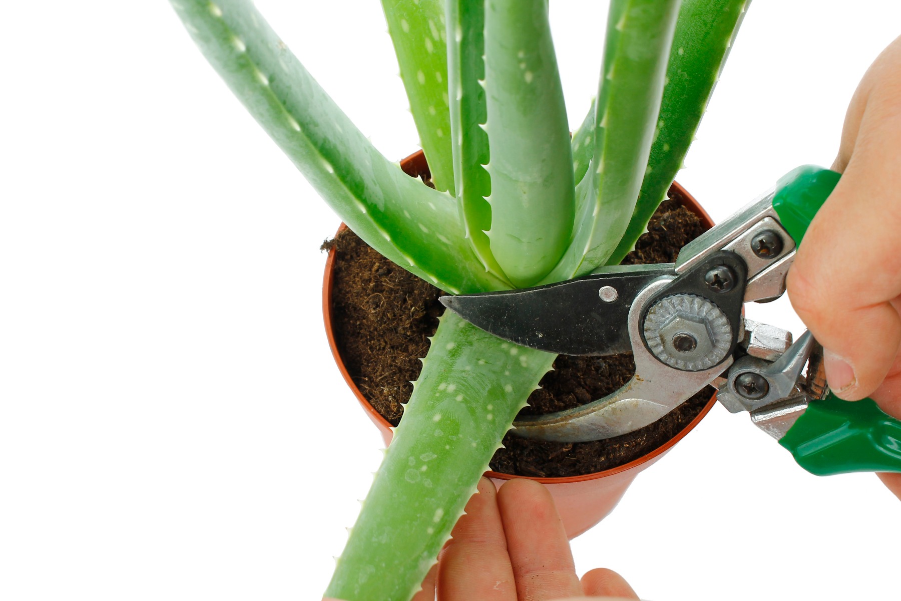 Aloe Vera Verzorging Tips Informatie 123planten Nl