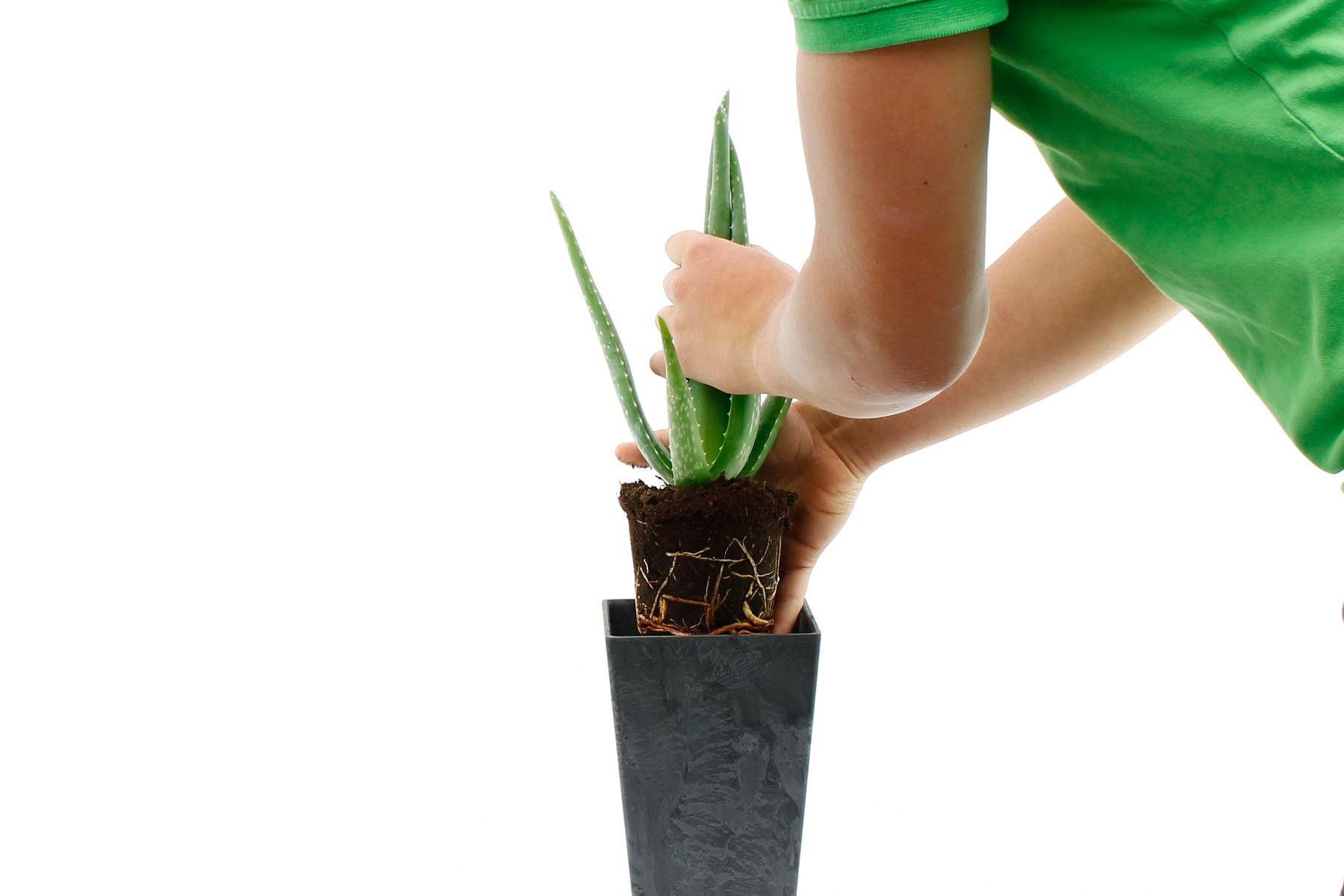 Vetplant verpotten Vetplant verpotten