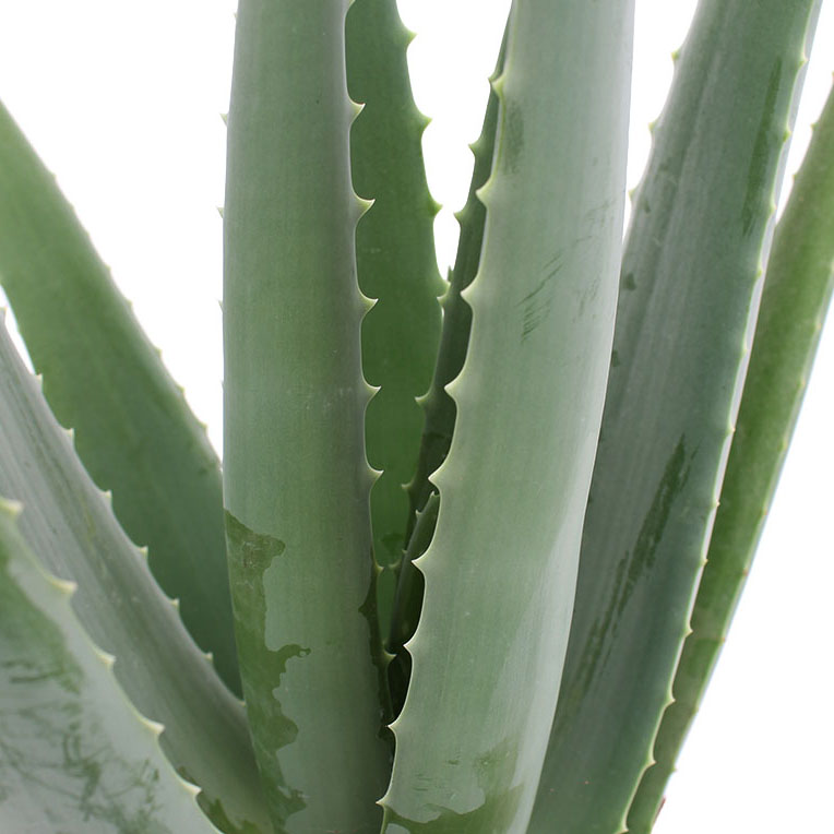 Aloe Vera Verzorging Tips Informatie 123planten Nl