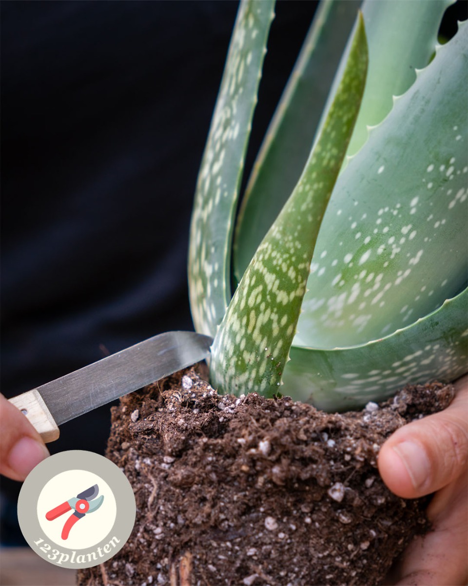 Aloe vera snoeien