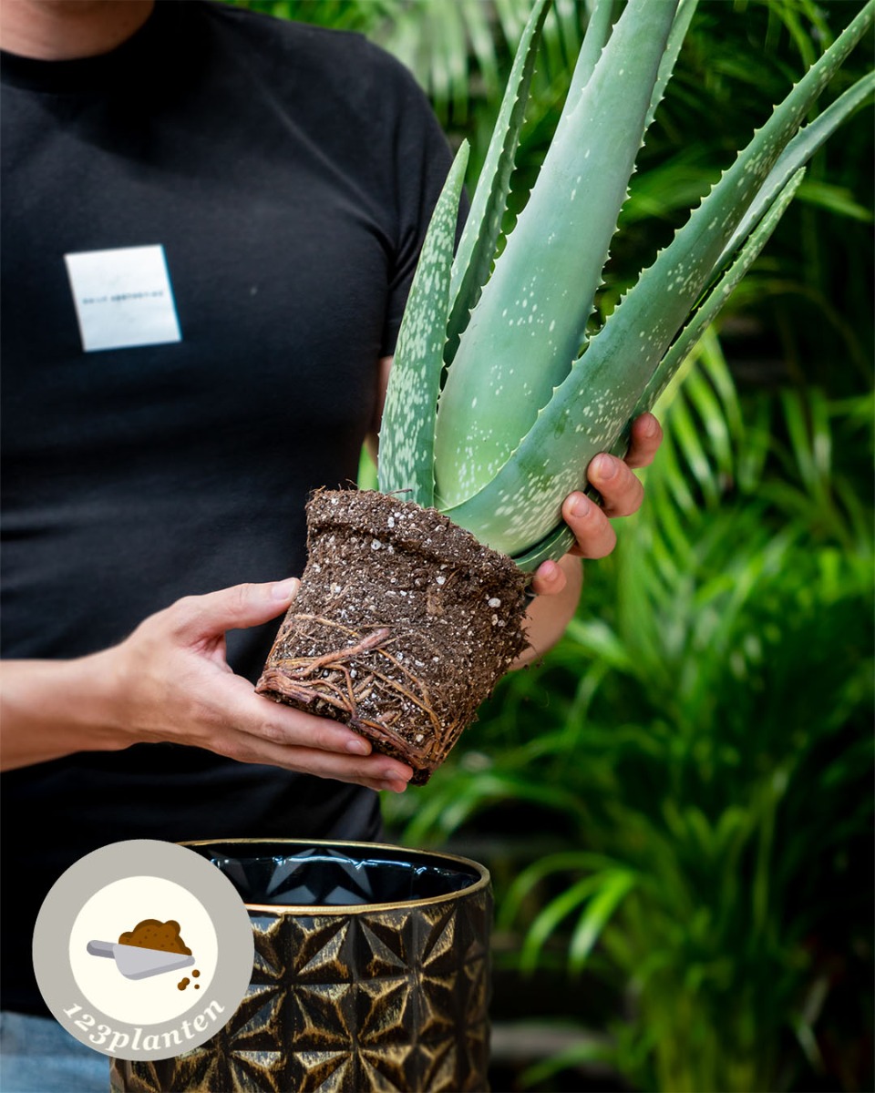 Aloe vera verpotten