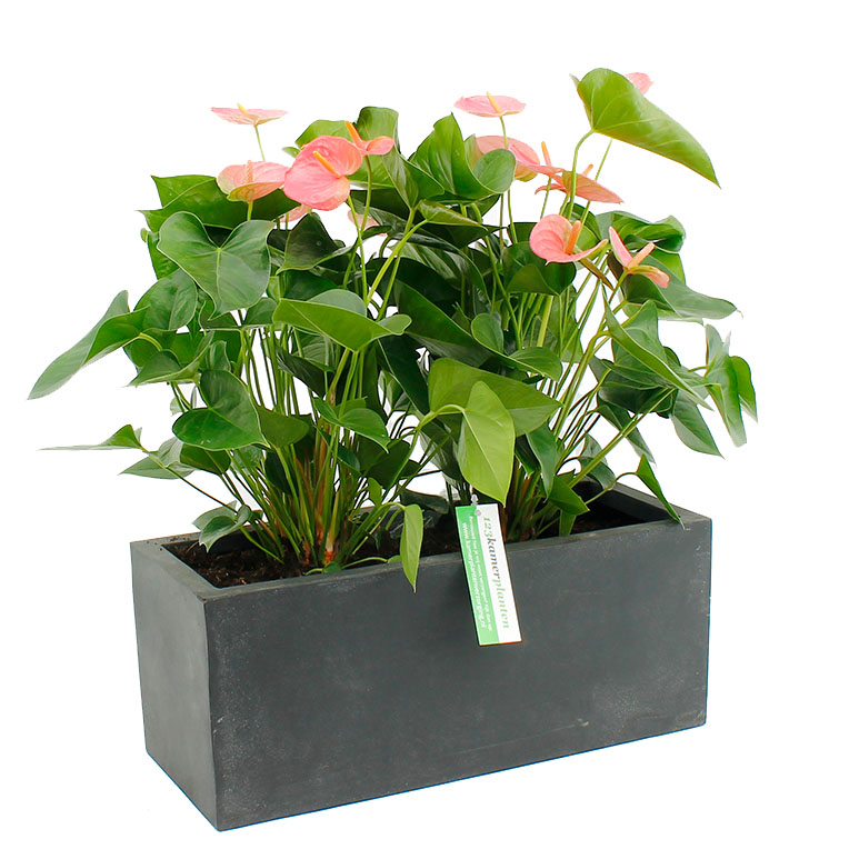 Anthurium in bak Anthurium in bak