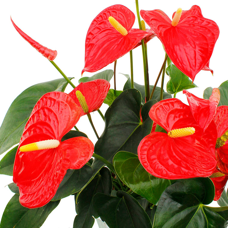 Bloeiende Anthurium