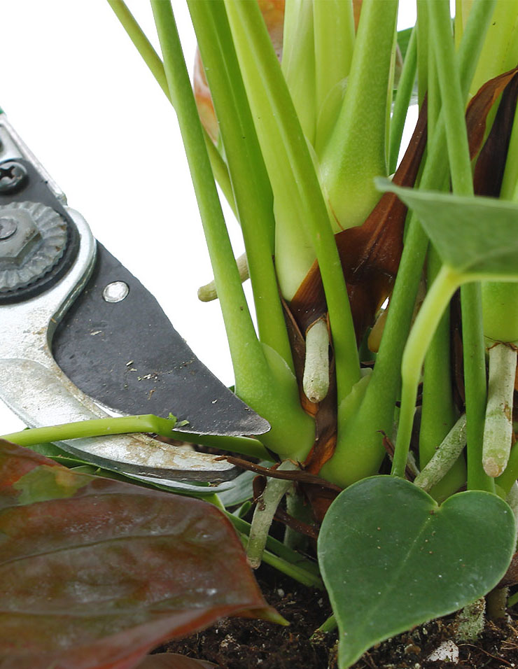 Anthurium snoeien