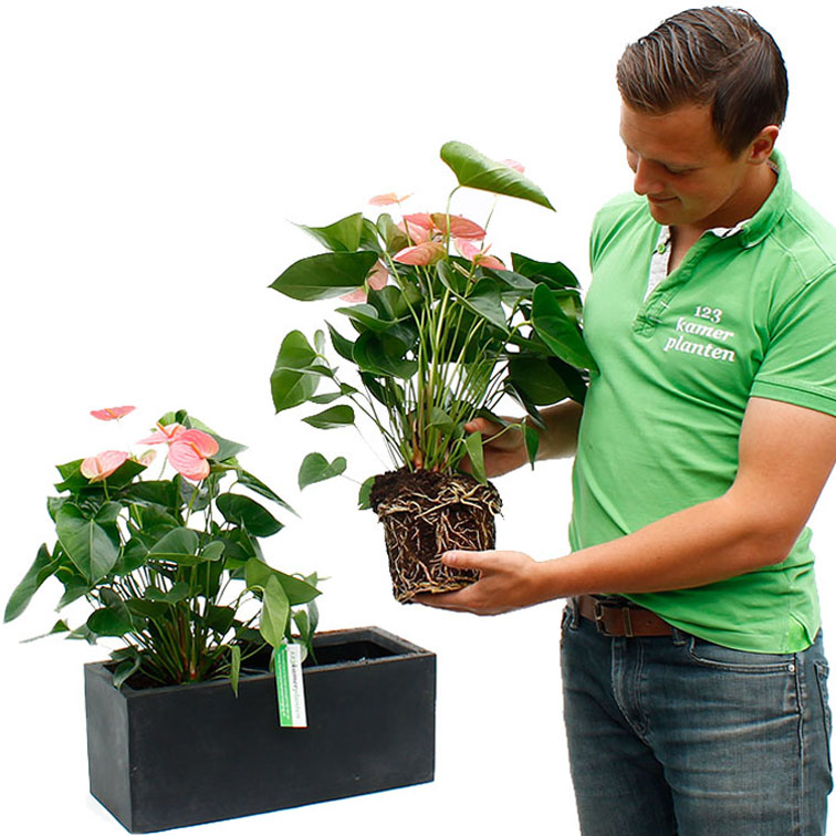 Anthurium verpotten 