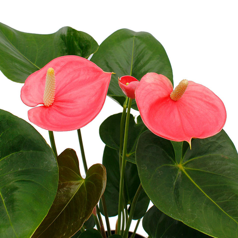 Anthurium verzorging Anthurium verzorging