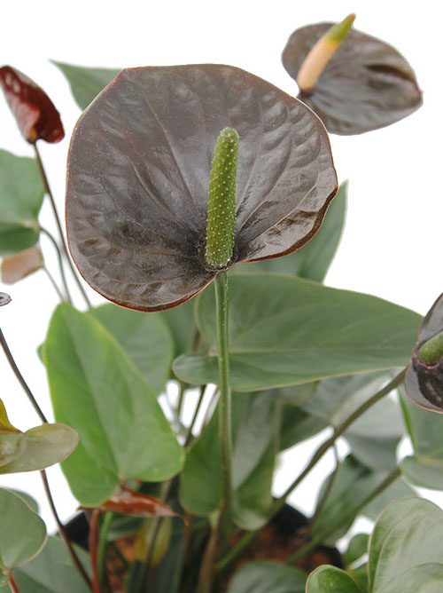 Anthurium bloem