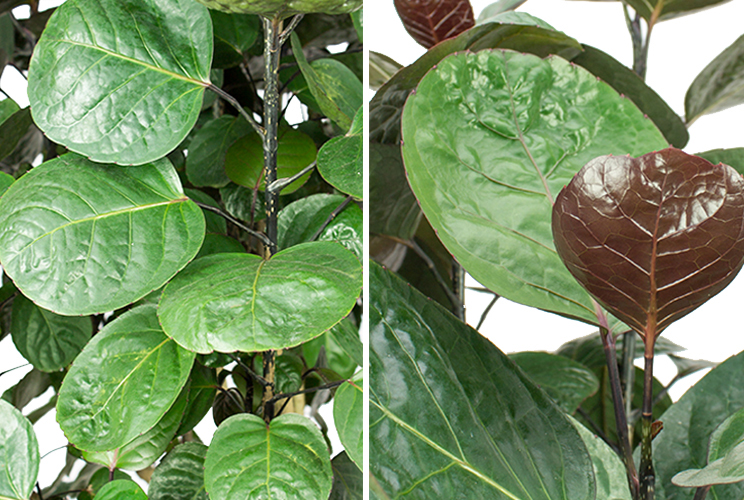 Aralia nieuwe bladeren