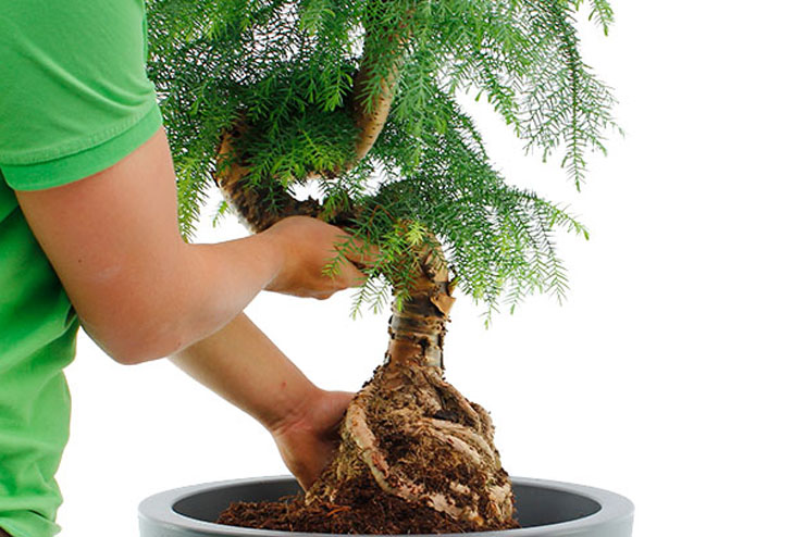 Araucaria verpotten