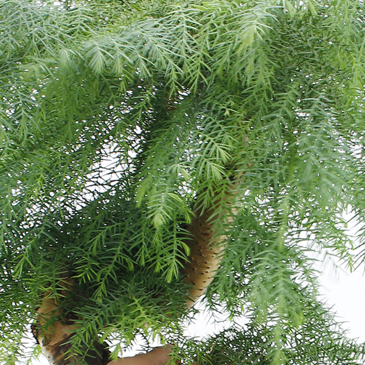 Araucaria verzorging Araucaria verzorging