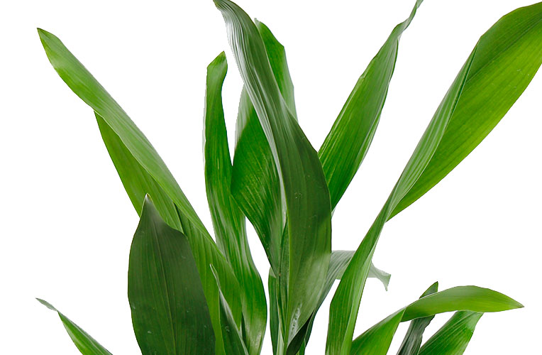 Aspidistra blad