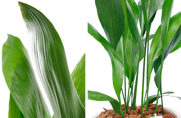 Aspidistra blad en stam