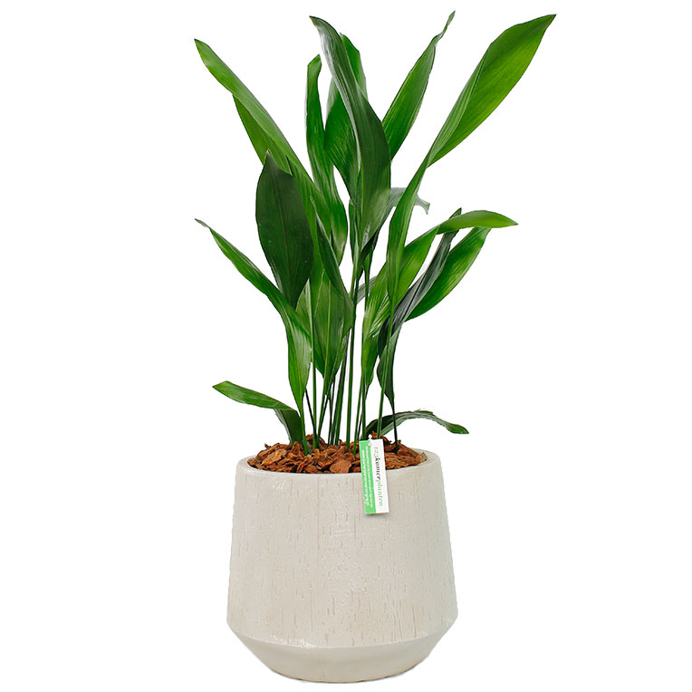 Aspidistra verpotten in pot 