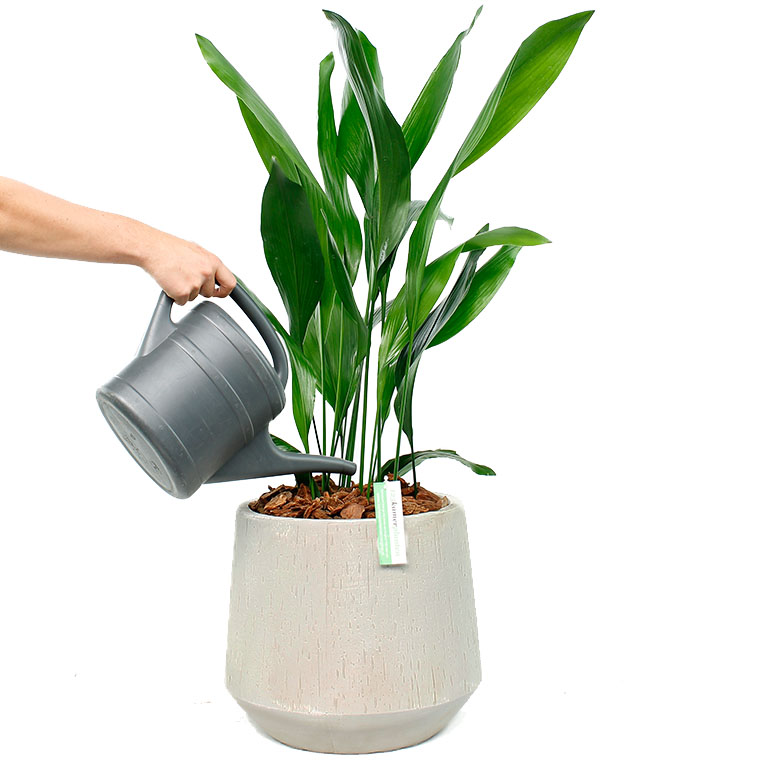 Aspidistra water geven 